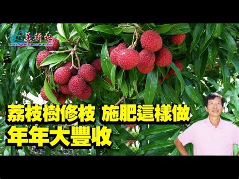 荔枝樹種植|荔枝樹修枝，施肥這樣做，年年大豐收！